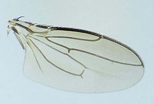 Apteromyia claviventris